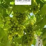 Brada 别墅 Carmiano (Apulia)